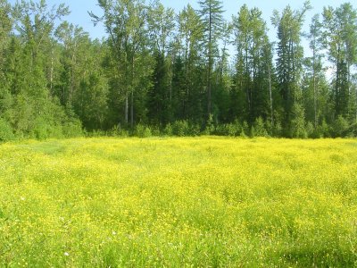 Field of Yellow Flowers.